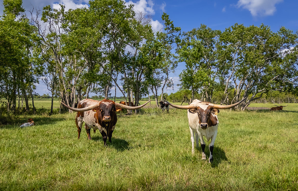 Rockin D Ranch 154 Acres For Sale in Galveston County Texas Image 14
