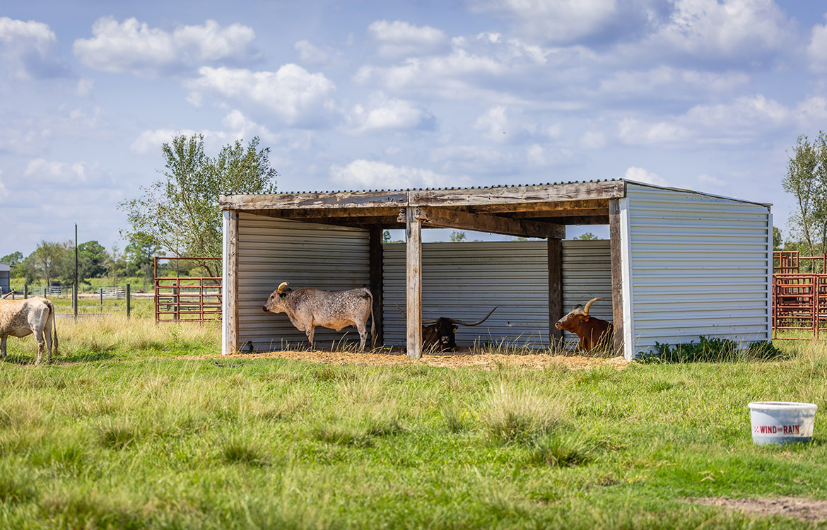 Rockin D Ranch 154 Acres For Sale in Galveston County Texas Image 18