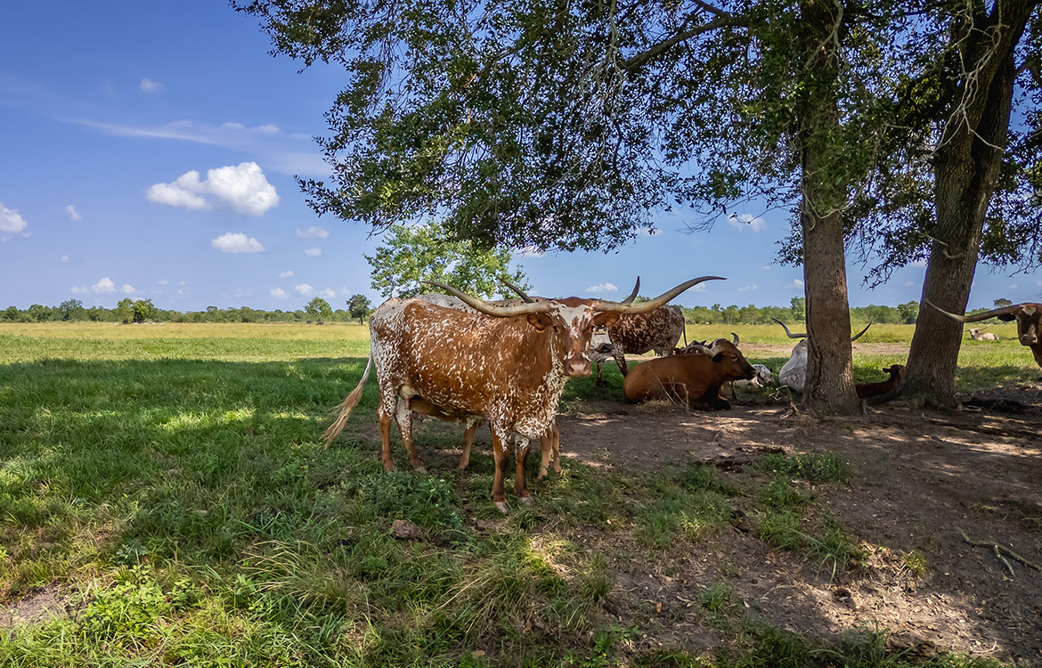 Rockin D Ranch 154 Acres For Sale in Galveston County Texas Image 19