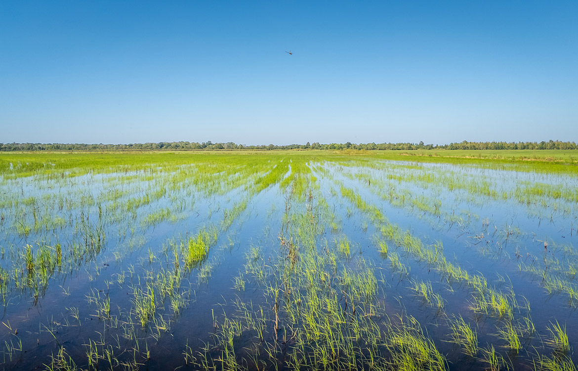 LaBelle Farm 1360 Acre Farm For Sale In Jefferson County Texas Image 5