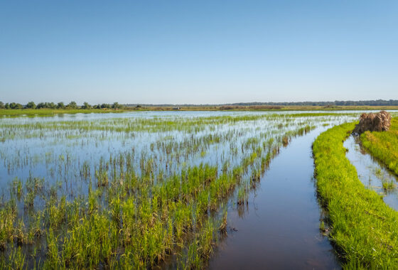 LaBelle Farm 1360 Acre Farm For Sale In Jefferson County Texas Image 6