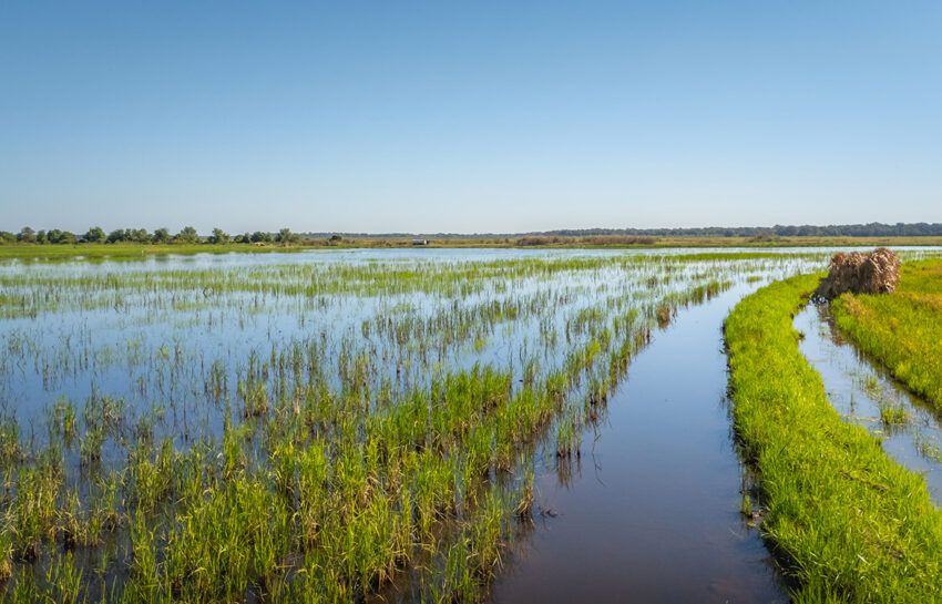 LaBelle Farm 1360 Acre Farm For Sale In Jefferson County Texas Image 6