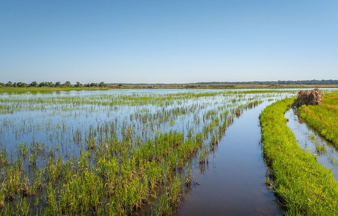 LaBelle Farm 1360 Acre Farm For Sale In Jefferson County Texas Image 6