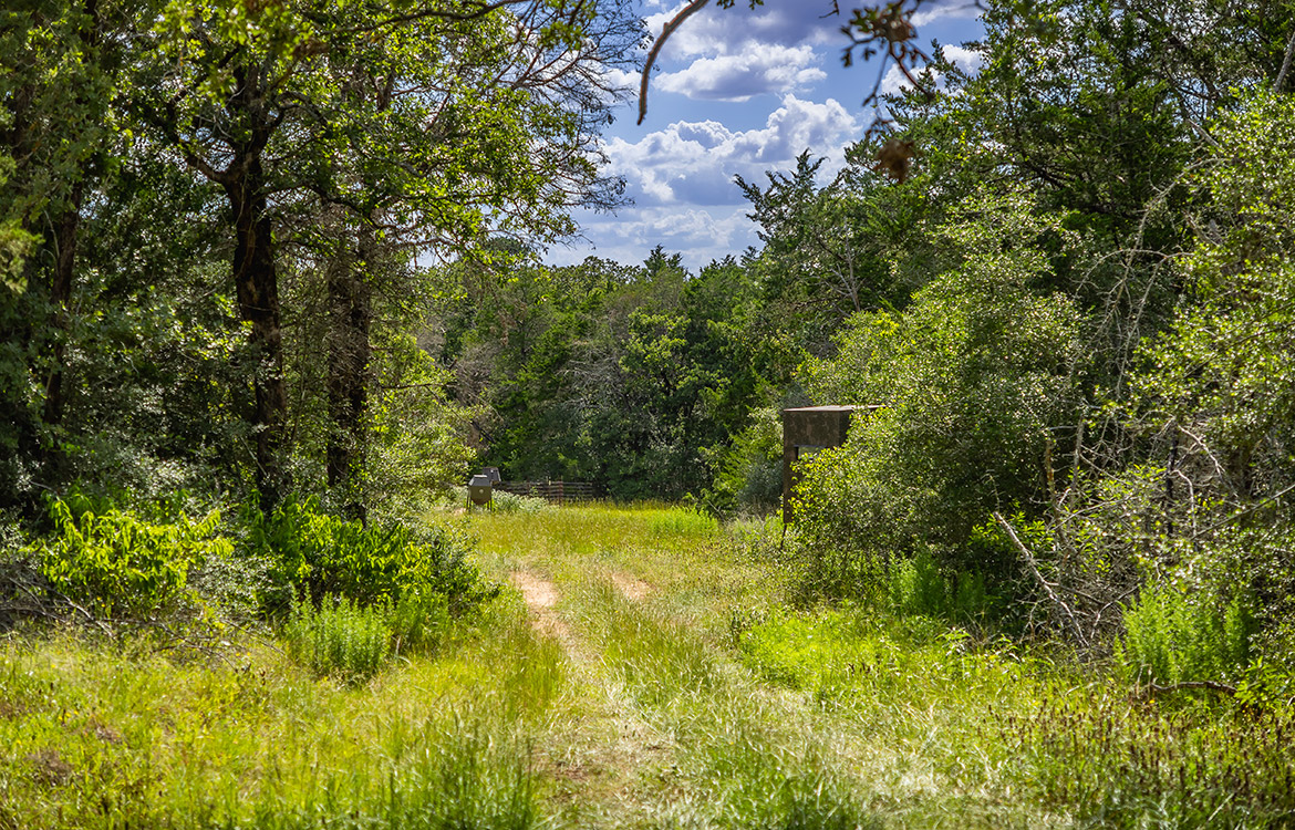 Grassyville Ranch 140 Acre Ranch For Sale In Bastrop County Image 13