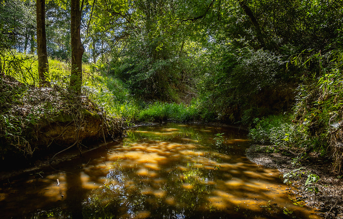 Grassyville Ranch 140 Acre Ranch For Sale In Bastrop County Image 14
