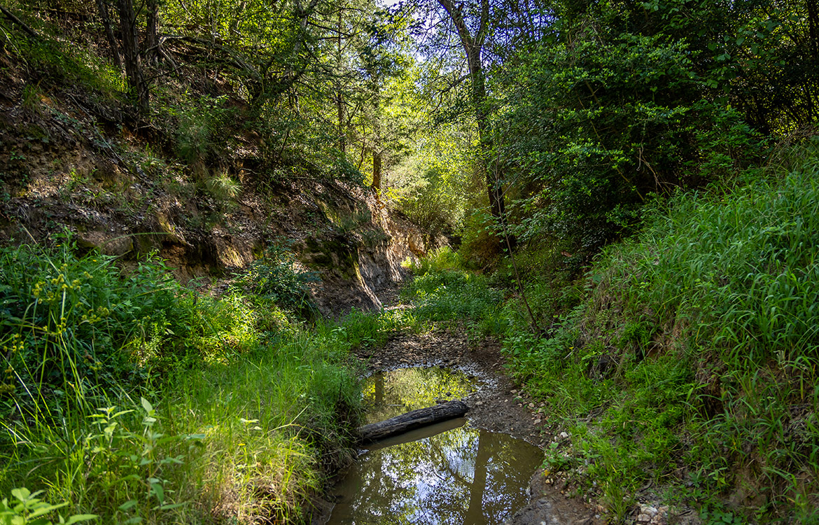 Grassyville Ranch 140 Acre Ranch For Sale In Bastrop County Image 15