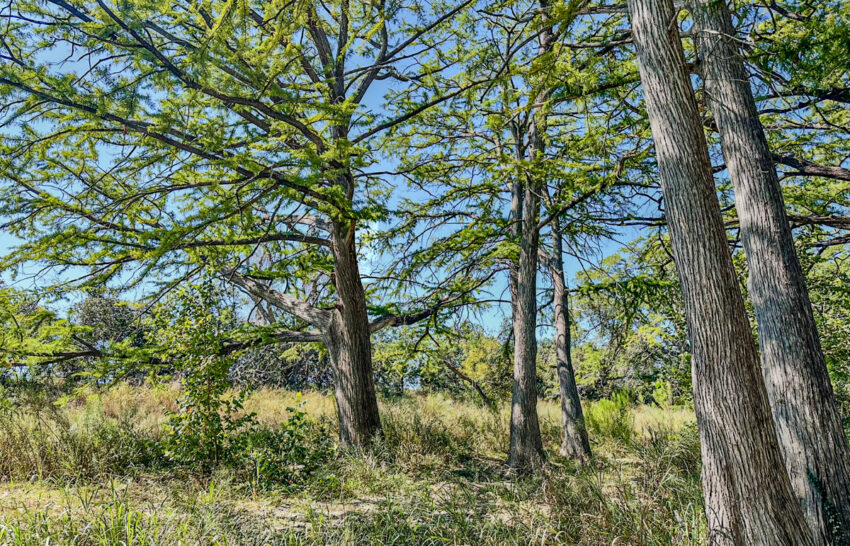Little Blanco River 63 acre property for sale in Blanco County Image 4