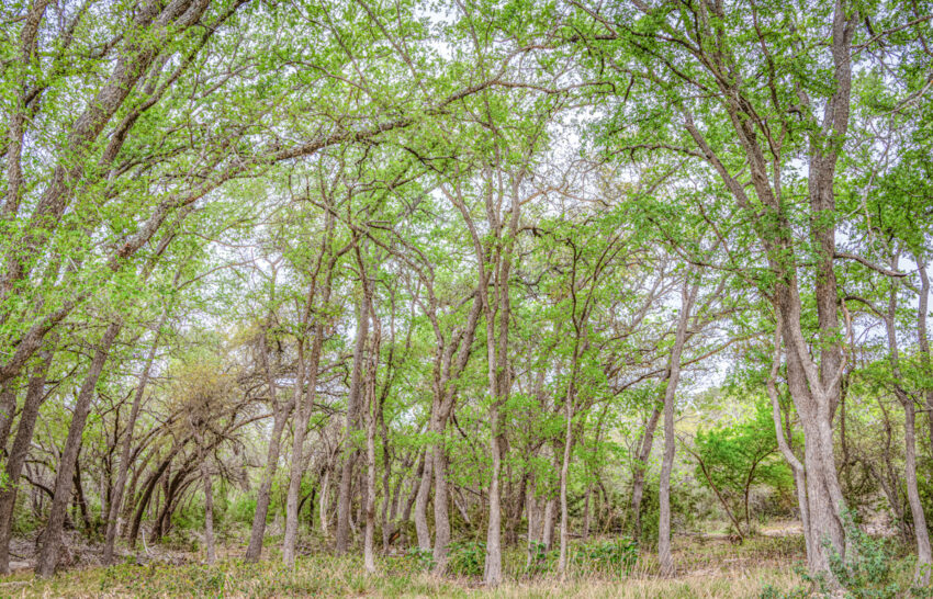 Little Blanco River 63 acre property for sale in Blanco County Image 8