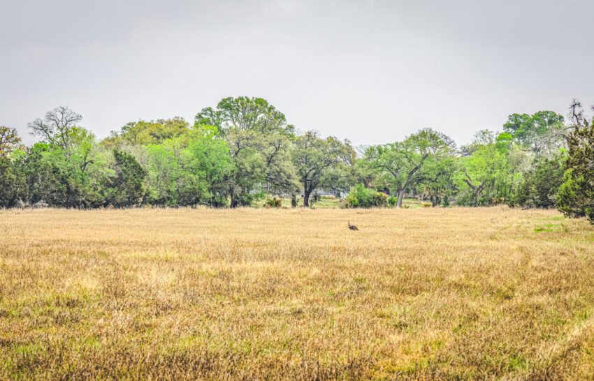 Little Blanco River 63 acre property for sale in Blanco County Image 9