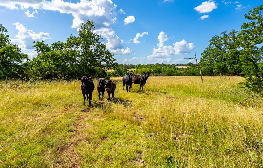 Triple Springs Ranch 146 Acre Ranch For Sale In Gillespie County Image 10