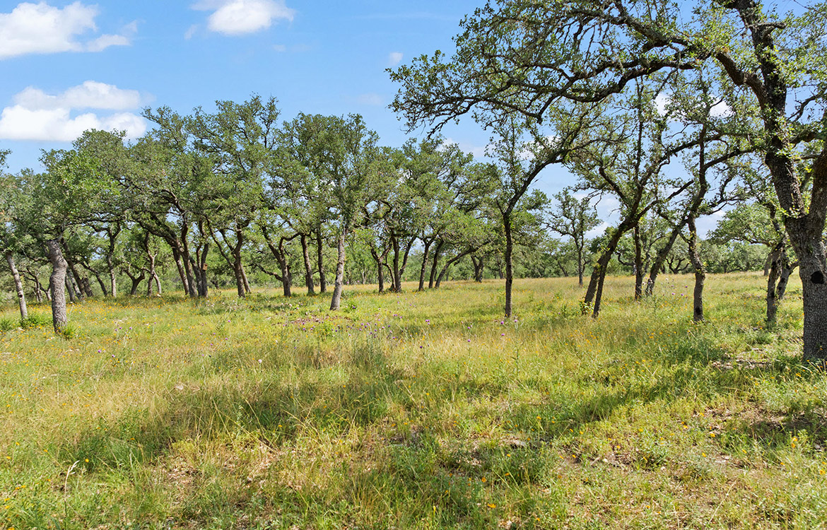 Backbone Ridge Ranch 50 Acre Ranch For Sale In Hays County Image 8