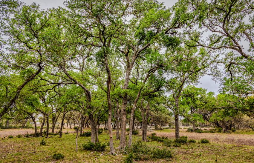 Sattler Ranch 33 acre property for sale in Kendall County Image 12