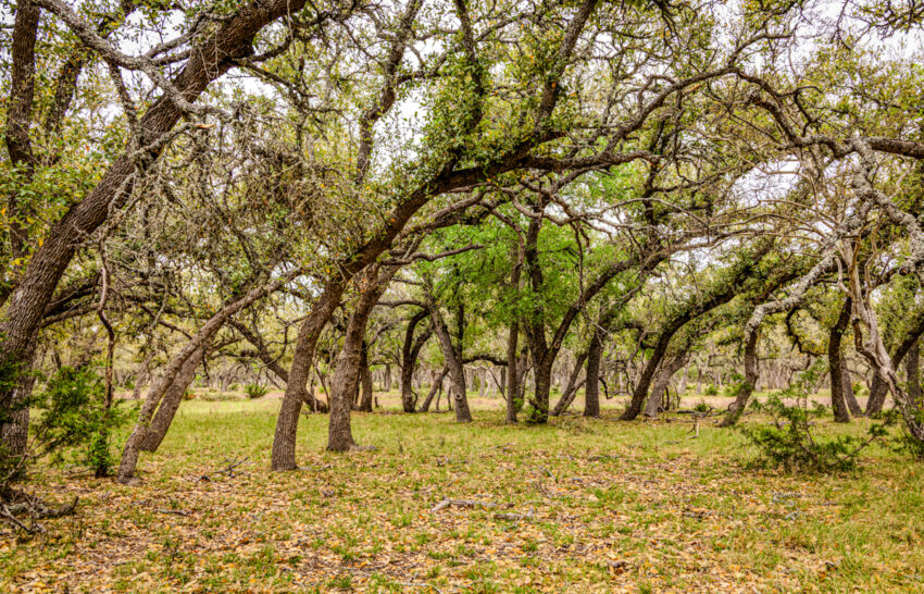 Sattler Ranch 33 acre property for sale in Kendall County Image 13