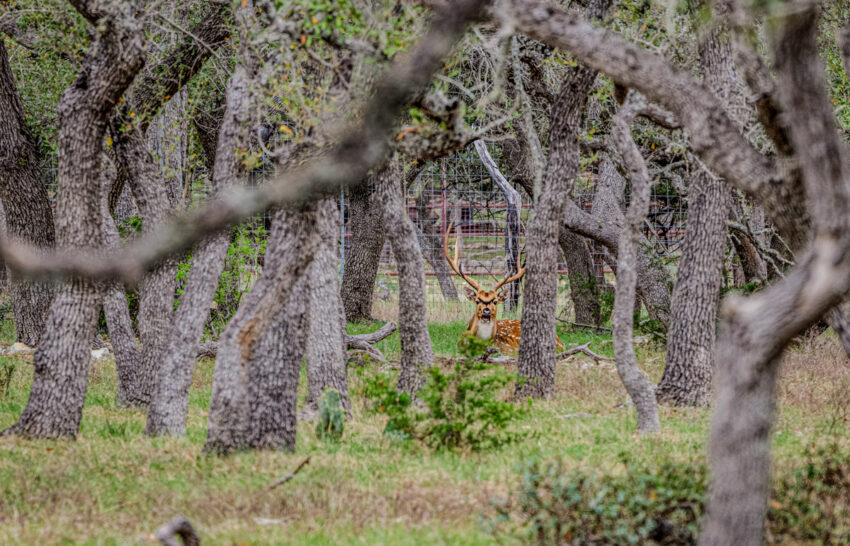 Sattler Ranch 33 acre property for sale in Kendall County Image 4