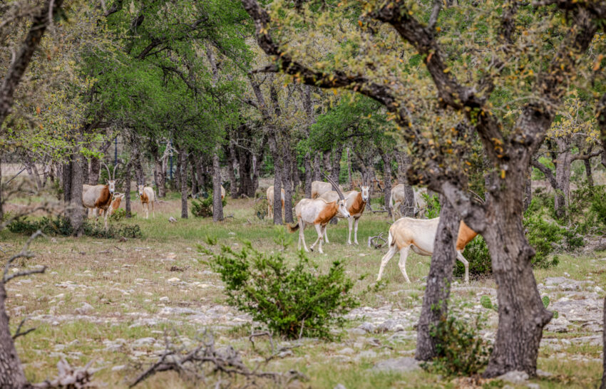 Sattler Ranch 33 acre property for sale in Kendall County Image 5