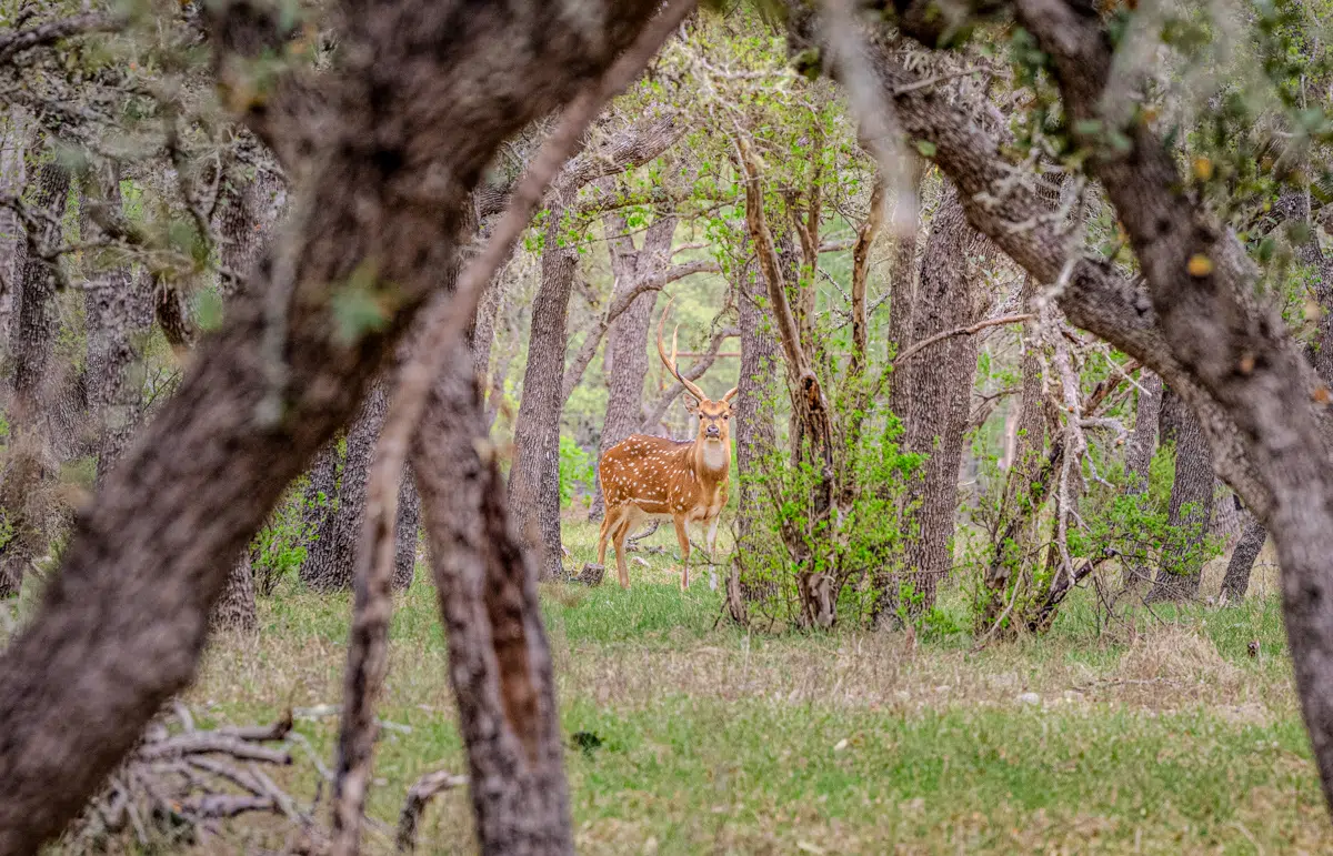 Sattler Ranch 33 acre property for sale in Kendall County Image 7