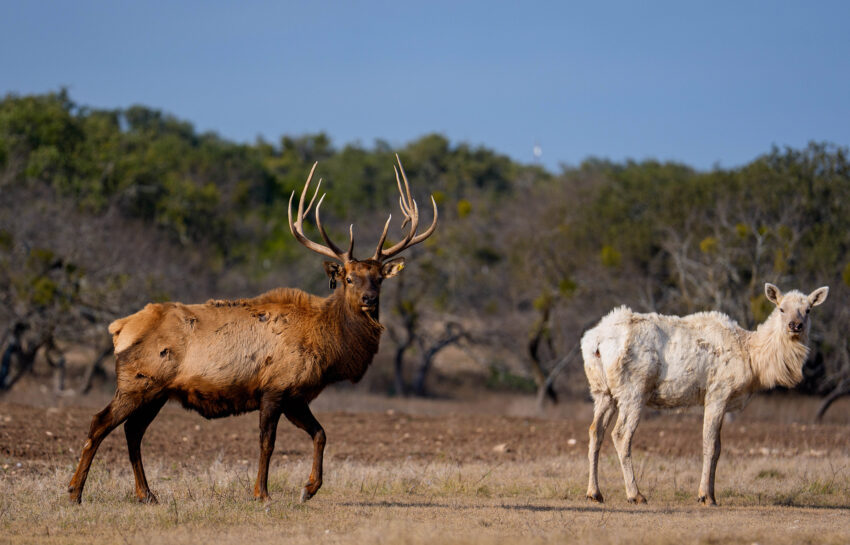 Ranches of Y.O. Headquarters Tracts 1267 Acre Ranch in Kerr Co Image 21