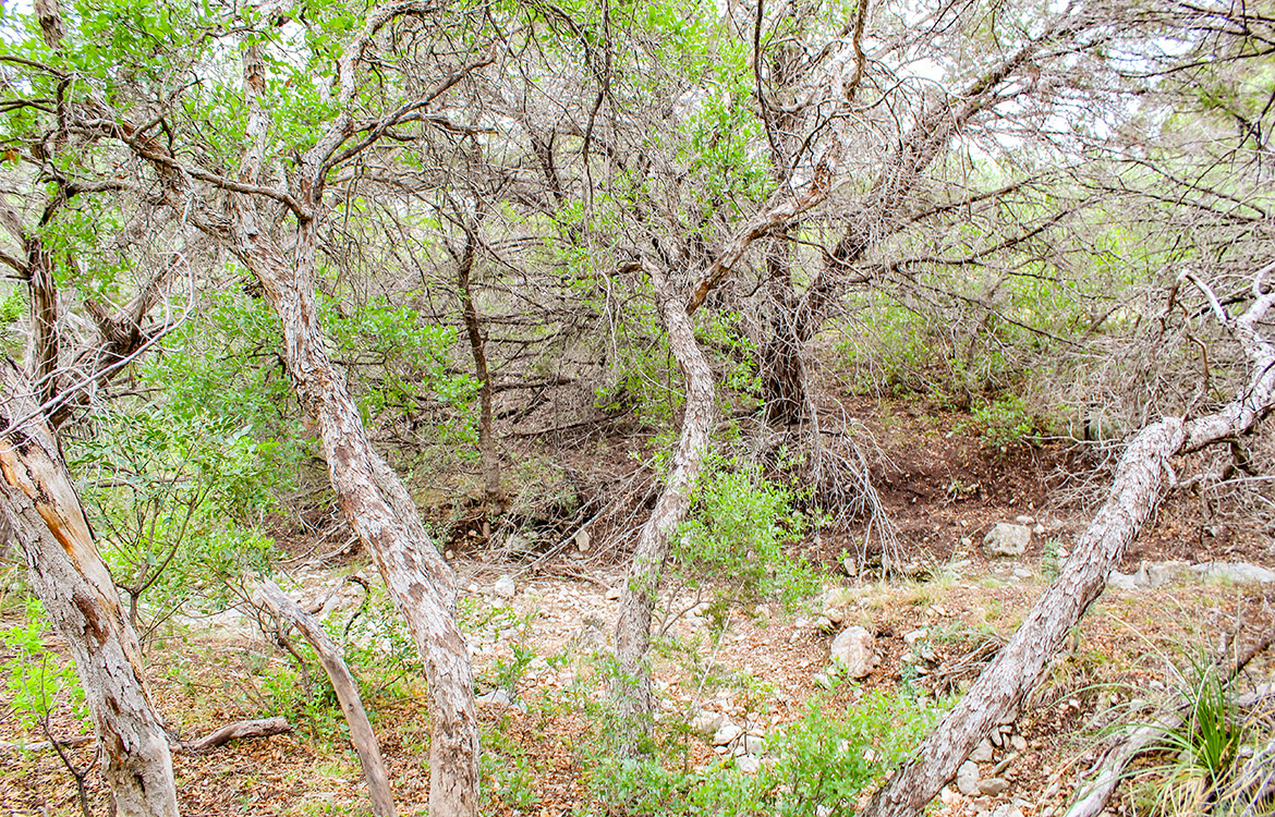 Horseshoe Mesa Ranch 114 Acre Ranch For Sale In Crockett County Image 13