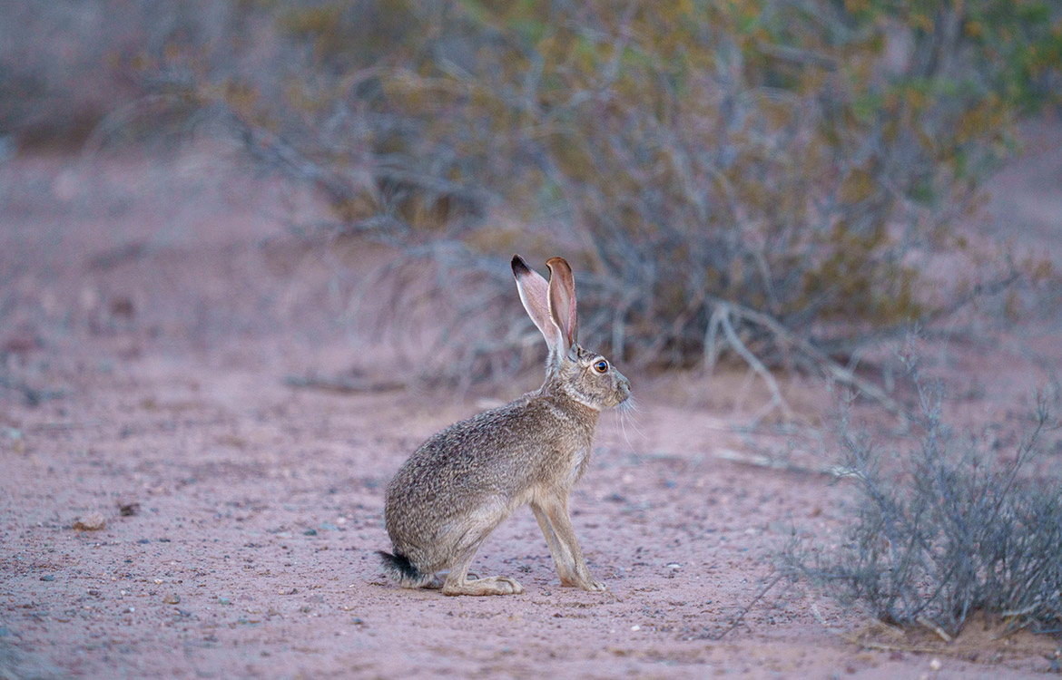Canyon Creek Ranch 732 Acre Ranch For Sale In Reeves County Image 10