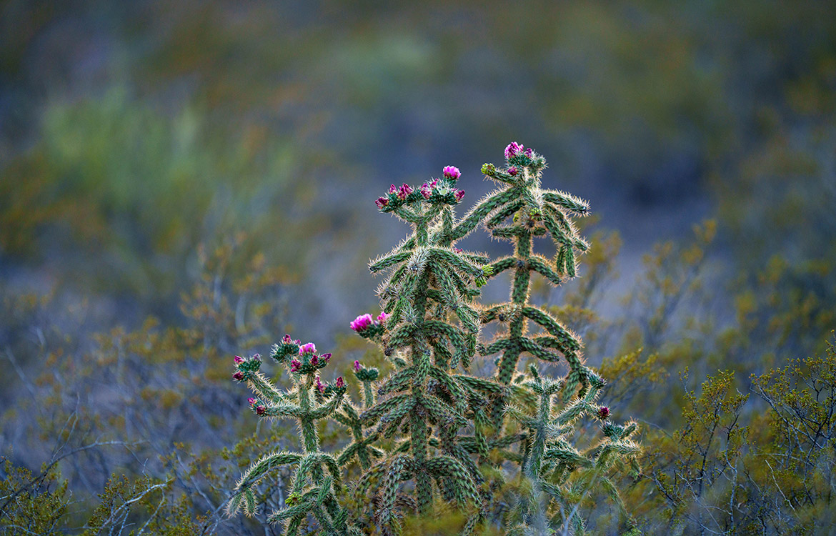 Canyon Creek Ranch 732 Acre Ranch For Sale In Reeves County Image 11
