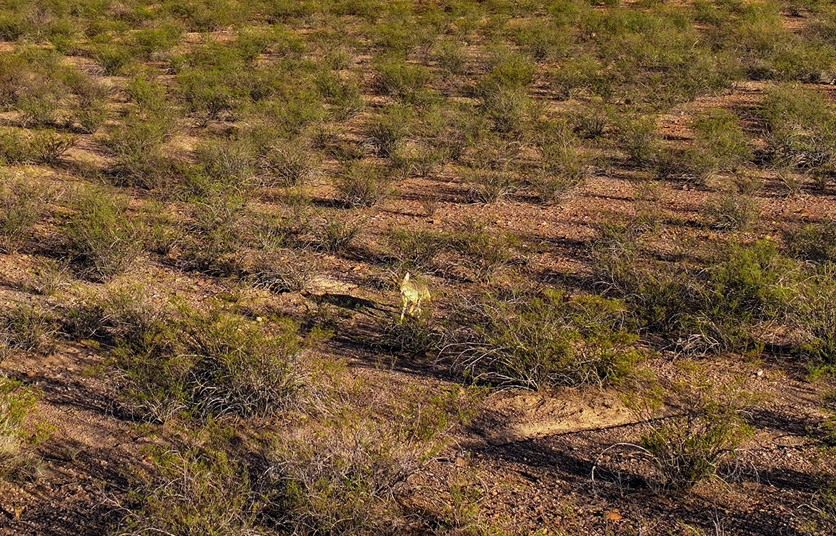 Canyon Creek Ranch 732 Acre Ranch For Sale In Reeves County Image 14