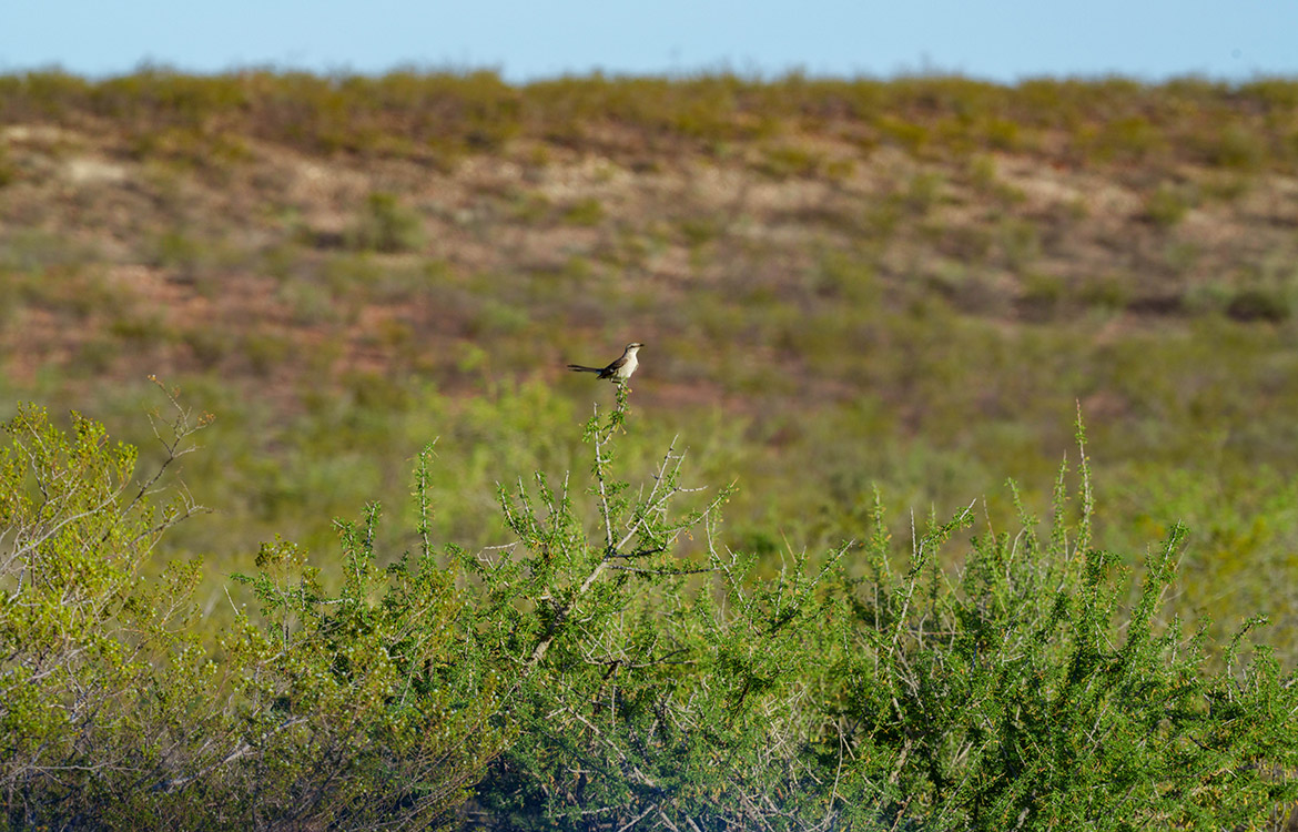 Canyon Creek Ranch 732 Acre Ranch For Sale In Reeves County Image 3
