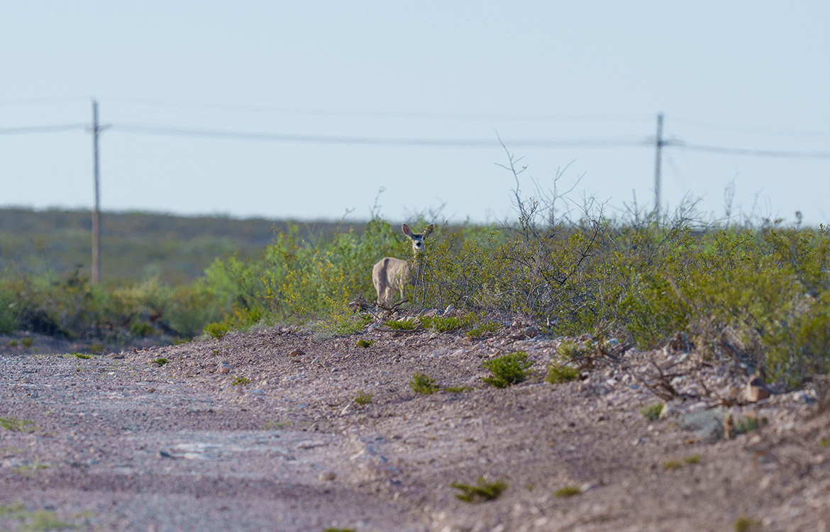 Canyon Creek Ranch 732 Acre Ranch For Sale In Reeves County Image 7