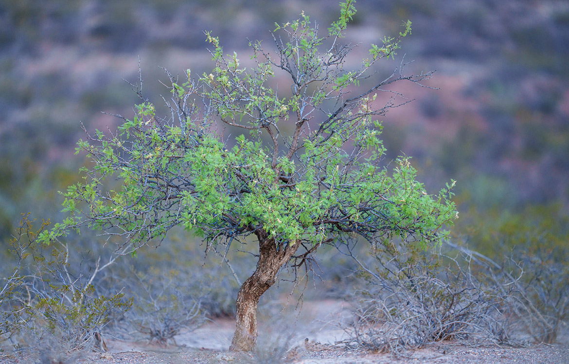 Canyon Creek Ranch 732 Acre Ranch For Sale In Reeves County Image 8