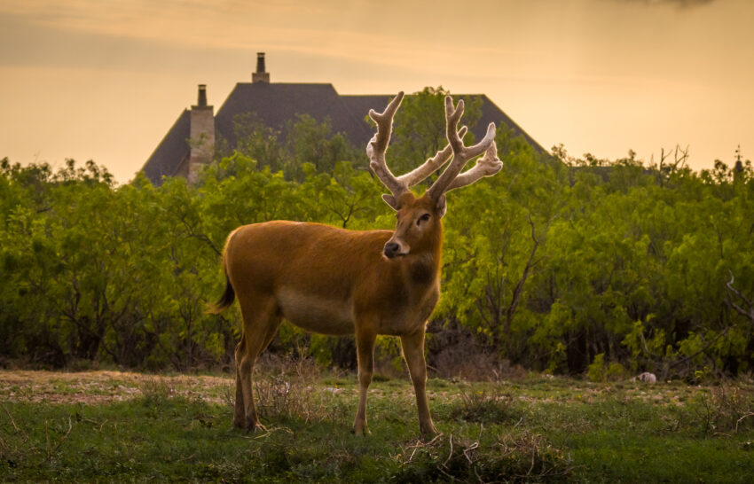 Jackson Lake Ranch 21 Acre Property for Sale in Scurry County Texas Image 10