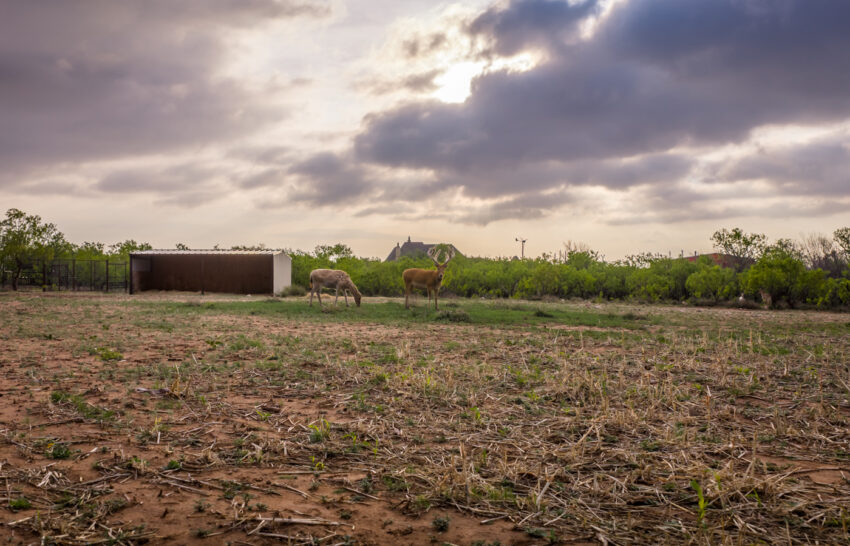 Jackson Lake Ranch 21 Acre Property for Sale in Scurry County Texas Image 11
