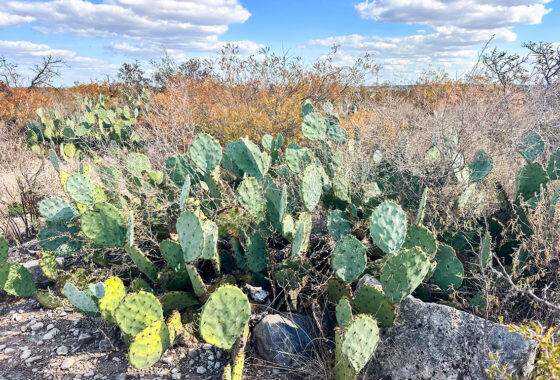 Stevens 10, 10 Acres For Sale In Val Verde County Texas Image 9