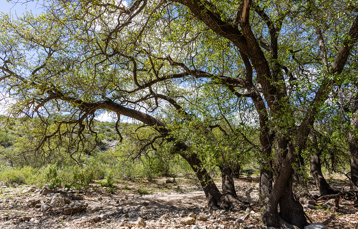 Sister Ranch 26654 Acre Ranch For Sale In Val Verde County Image 6
