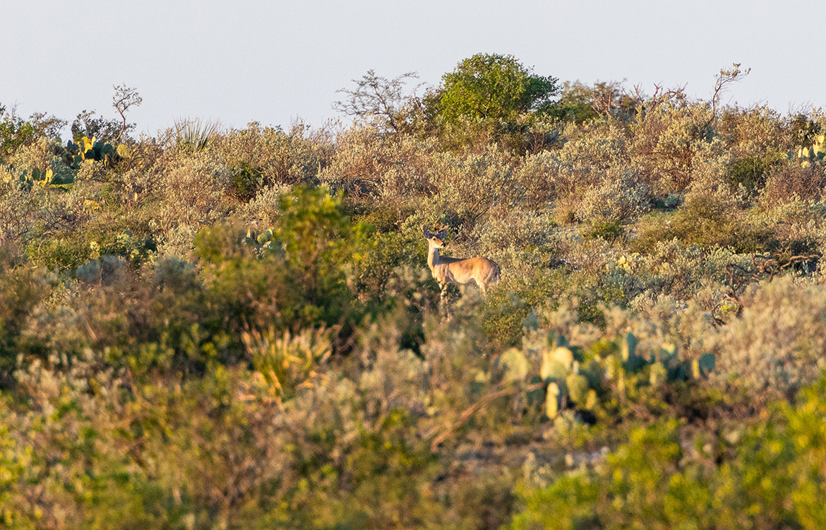 Brother Ranch 26820 Acre Ranch For Sale In Val Verde County Image 5