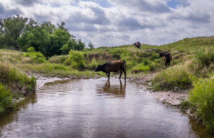 The Ranch on Panther Creek 258 Acre Cattle Ranches Wise County, Texas Image 1